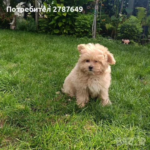 Малтипу(Maltipu)момиче, снимка 3 - Пудели - 56038348