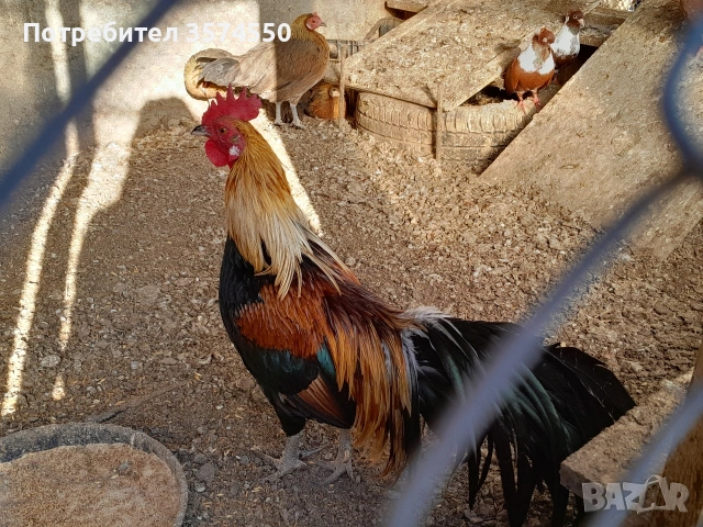 Продавам Феникс 