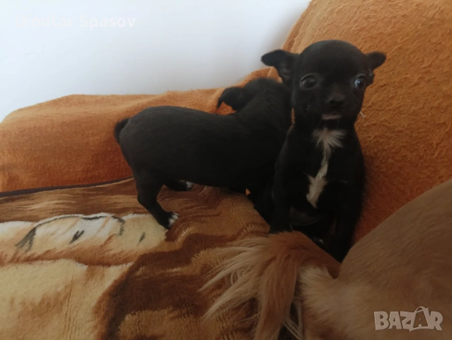 Мъжко и Женско Кученце Куче Мини Чихуахуа, снимка 7 - Чихуахуа - 54002011