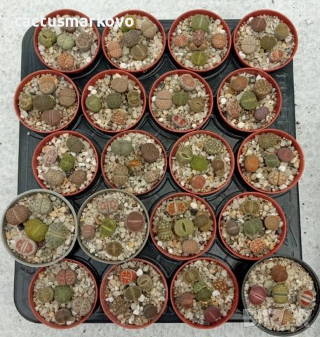 lithops mix Ф5.5см, снимка 1 - Стайни растения - 39406251