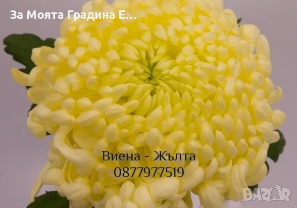 Хризантема разсад за юни месец!!, снимка 9 - Разсади - 54032482