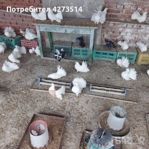 Продавам гълъби финерлии - бели и пъстри, снимка 8 - Гълъби - 53299830