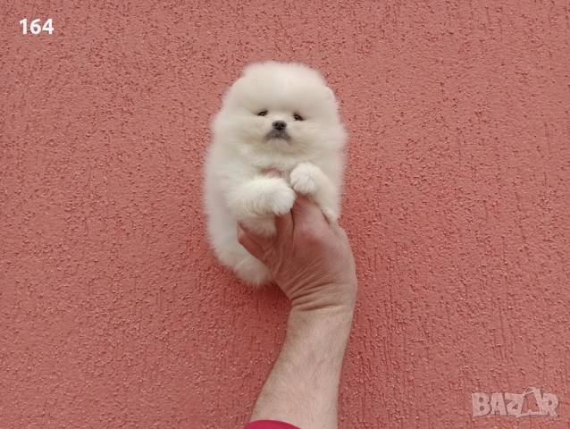 Чисто бели мини Померани. Реални снимки !!!, снимка 8 - Померан - 53883222