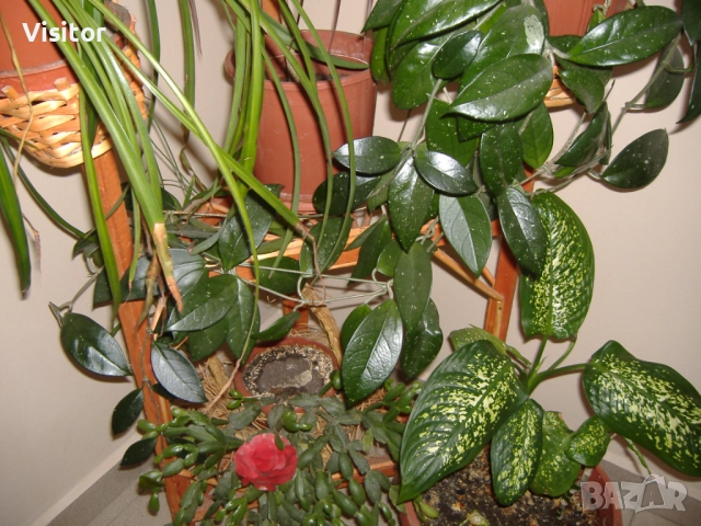 фотоапарат Fujifilm FinePix A345 , снимка 14 - Фотоапарати - 52738803