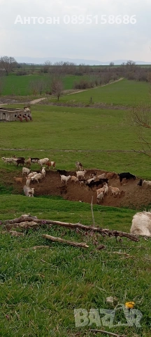 ярета за клане трупно и цели, снимка 5 - Кози - 54137883