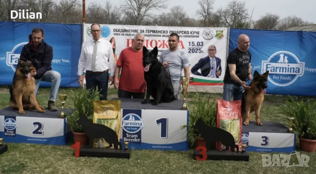 Продавам Малки Немски Овчарки, снимка 6 - Други - 51317897