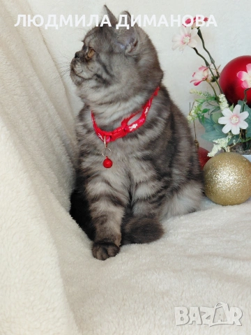 Екзотично момиче , снимка 9 - Персийска - 53129772