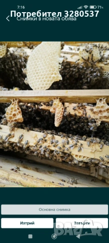 Пчелни отводки , снимка 5 - Други животни - 53895388