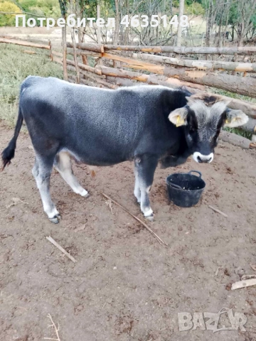 Телета, бици, снимка 4 - Крави - 52205533