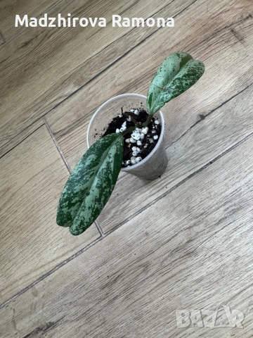 Hoya Pubicalyx Pink Silver Ghost , снимка 2 - Стайни растения - 54001868