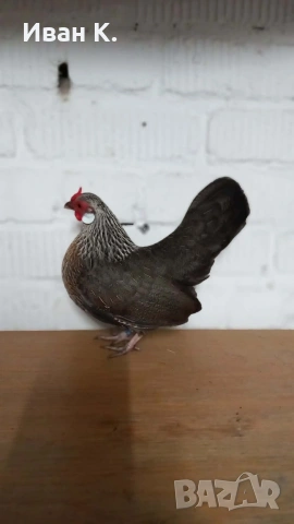 Продавам сребърен Розкомб., снимка 18 - Кокошки и пуйки - 44640537