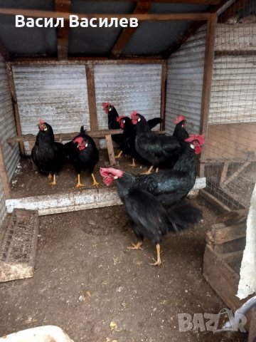 Продавам разплодни яйца от черен легхорн , снимка 3 - Кокошки и пуйки - 39577471