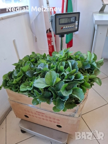 Разсад ягоди, малини и къпини, снимка 11 - Стайни растения - 51199735