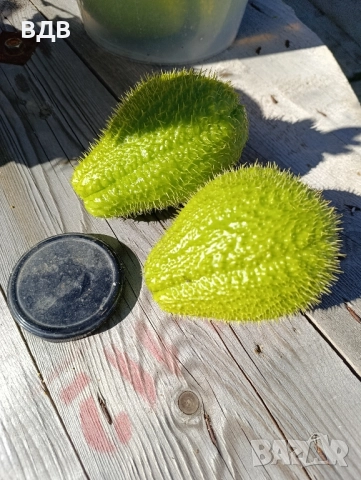 Чайот(мексиканка краставица), снимка 3 - Разсади - 52176358