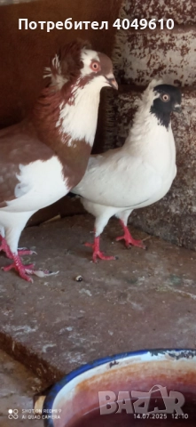 Женска монахиня, снимка 2 - Гълъби - 52681171