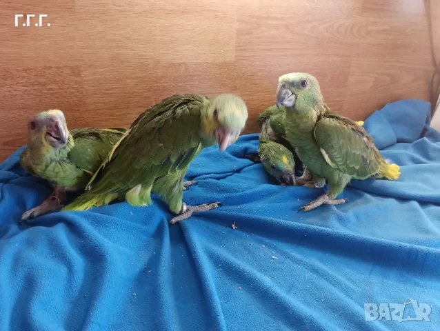 Бебета папагали амазона, снимка 4 - Папагали - 56343578