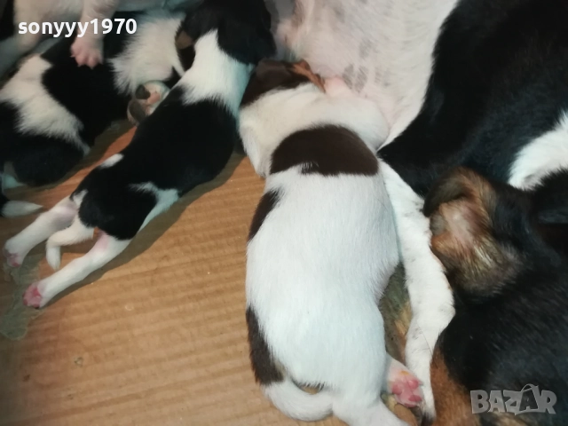 ДЖАК РЪСЕЛ-250ЛВ ЗА СЛАДКО КУТРЕ ПО ИЗБОР 2508251815, снимка 13 - Джак ръсел териер - 51486615