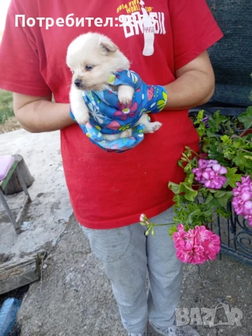 Продавам немски мини шпиц, снимка 1