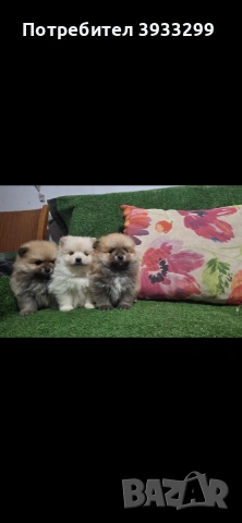 Померан мини померанчета, снимка 2 - Померан - 53930972