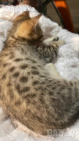 Британско късокосместо  коте, снимка 2 - Британска късокосместа - 43550866