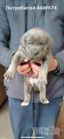 Кане корсо (ферментино), снимка 7 - Кане корсо - 53929196