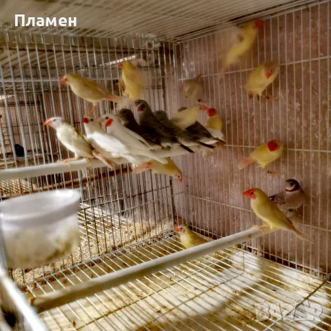 Амадини Амадини , снимка 5 - Амадини - 56376635