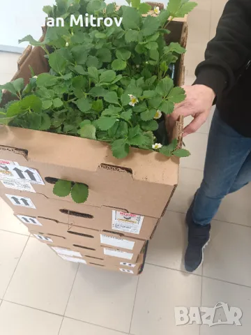 Разсад .Ягоди и малини, снимка 11 - Разсади - 49494255