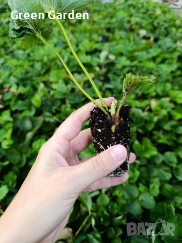 Ягоди - Мадам Муто, снимка 2 - Разсади - 51716932