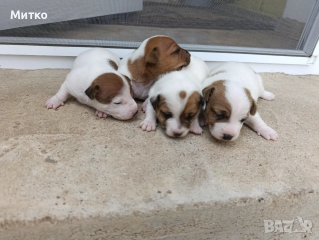 Джак Ръсел териер , снимка 3 - Джак ръсел териер - 54097301