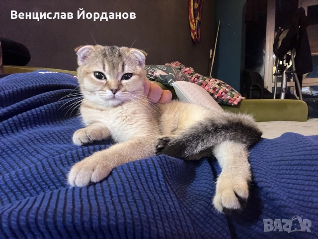 Британски клепоухи чинчили, снимка 9 - Британска късокосместа - 56408736
