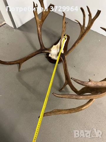 Огромен трофей от карибу - Северен Елен, снимка 7 - Други - 50464327