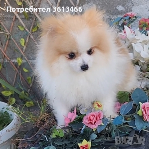 Миниатюрен мъжки померан с всички ваксини , снимка 3 - Померан - 52813586