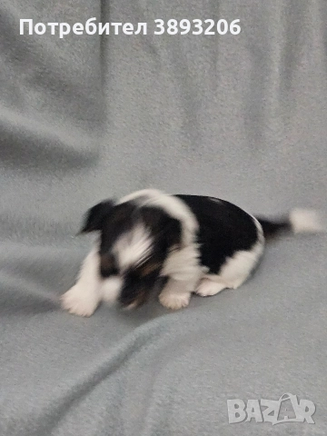 йоркширски териер-бивер, снимка 4 - Йоркширски териер - 52805289