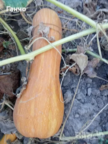 Тиква за консумация.