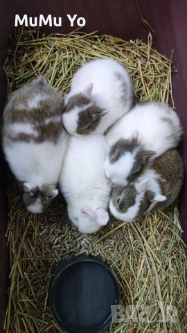 Декоративно зайче / заек