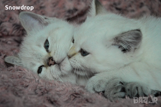 Сребърни чинчили