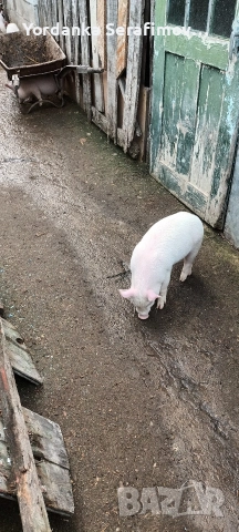 прасенца, снимка 8 - Прасета - 52814781