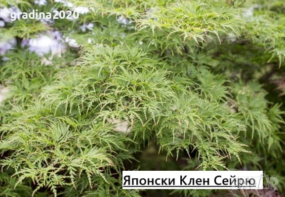 Японски клен - Ацер Студоустойчив Налични 5 вида , снимка 4 - Разсади - 33942954
