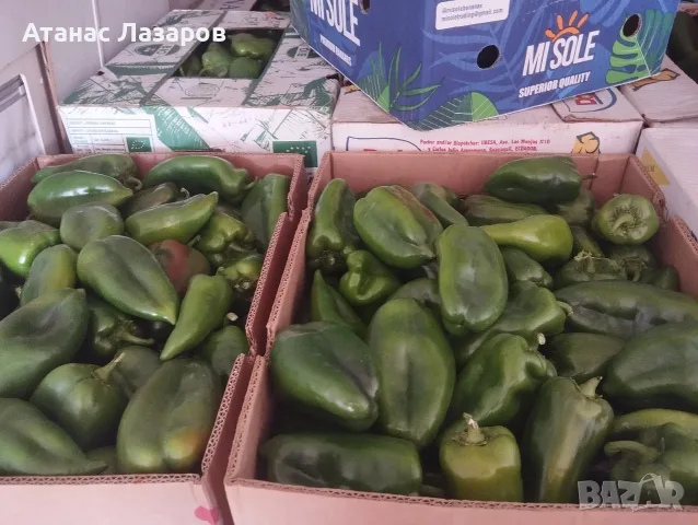 Продавам зелена капия на едро, снимка 4 - Градински цветя и растения - 56442222