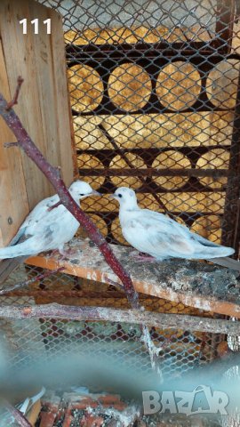 Гугутки млад чифт., снимка 3 - други­ - 37622459