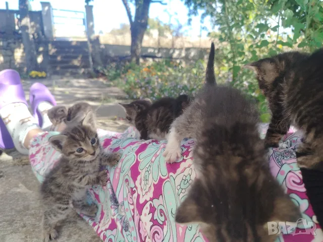 5 сладки бебенца котенца, снимка 3 - Други - 56375049