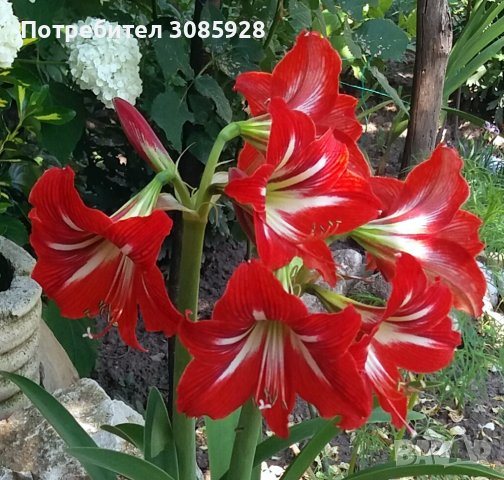 Градински и стайни цветя., снимка 15 - Градински цветя и растения - 37247676