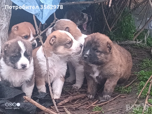 кученца кръстоска между каракачанка и алабай 