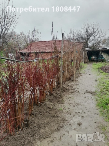 Овощен посадъчен материал череши и праскови, снимка 4 - Градински цветя и растения - 52558297