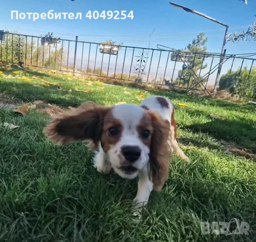 Кавалер кинг чарлз шпаньол, снимка 2 - Други - 52864383
