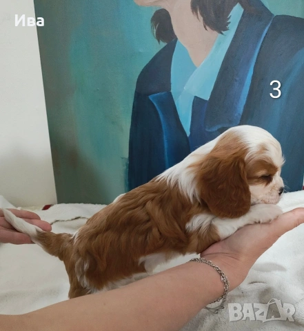 кавалер кинг чарлз шпаньол, снимка 14 - Кавалер кинг чарлз шпаньол - 52039746