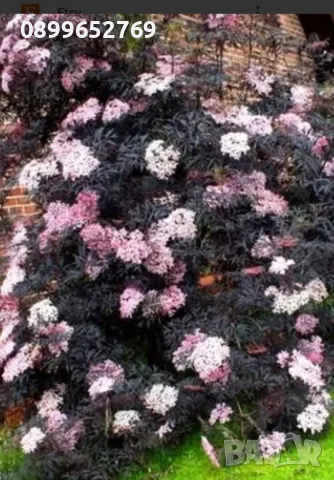 Бъз(Sambucus nigra 'Eva' BLACK LACE) Цена: 15 лв., снимка 2 - Разсади - 50156124