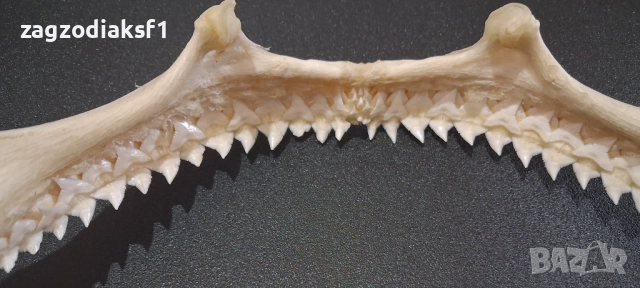 Челюст от "БИЧА АКУЛА" 100% Истинска Челюст 2, снимка 7 - Колекции - 52800215