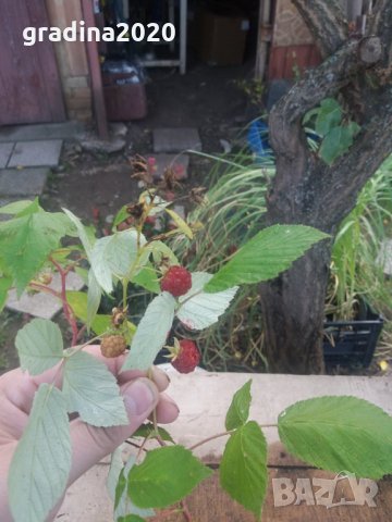 Разсад Малина  - целогодишна, снимка 2 - Градински цветя и растения - 30691259