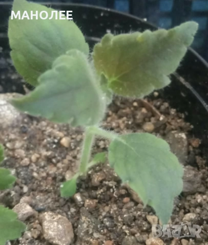 Колерия, снимка 2 - Стайни растения - 52059451